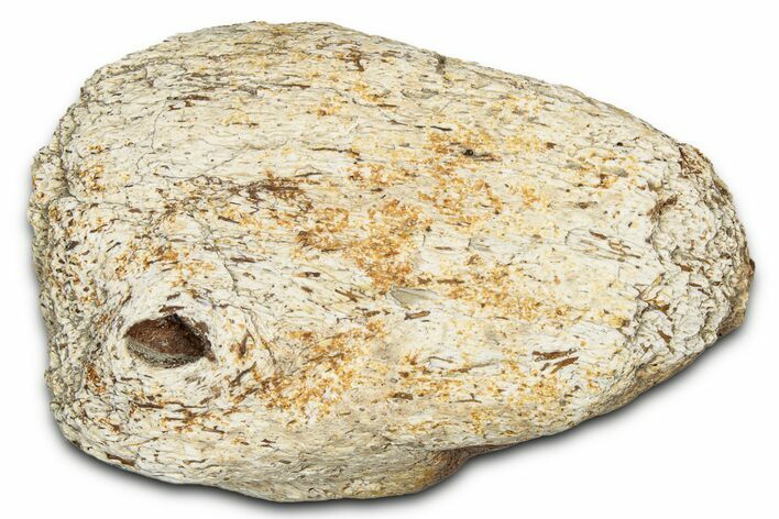 Dinosaur (Triceratops) Frill Shield Section - Montana #338926